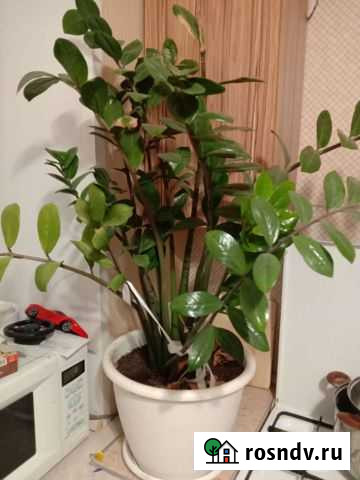 Замиокулькас Белгород - изображение 1