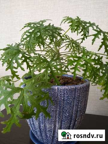 Душистая пеларгония Eucament Иваново - изображение 1