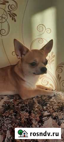 Вязка Чихуахуа Кимовск - изображение 1