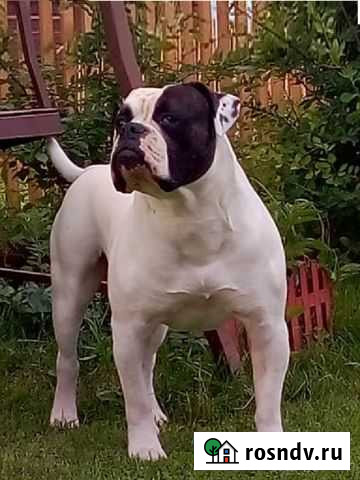 Кобель для вязки Новосибирск - изображение 1