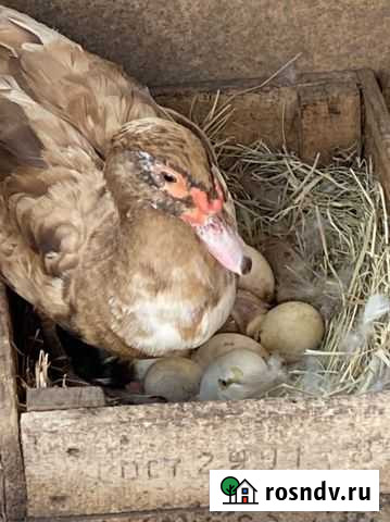 Утята Белореченск - изображение 1