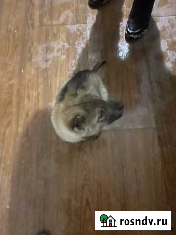 Животное Казань - изображение 1