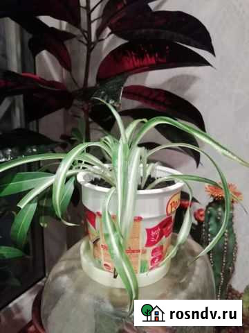 Хлорофитум кудрявый Новосибирск - изображение 1