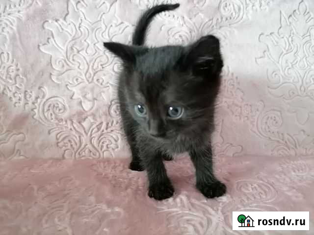 Котята в добрые руки Улан-Удэ - изображение 1