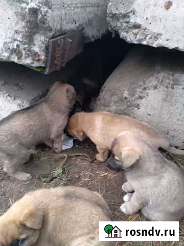 Собака в добрые руки щенок Барнаул - изображение 1