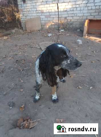 Русский спаниель Волгоград - изображение 1