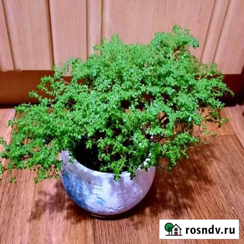 Пишет мшистая Тольятти - изображение 1