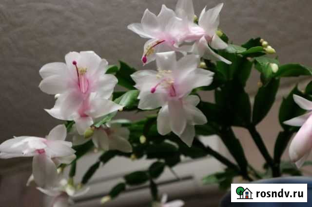 Декабрист бело-розовый Липецк - изображение 1