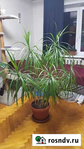 Пальма драцена большая Одинцово - изображение 1