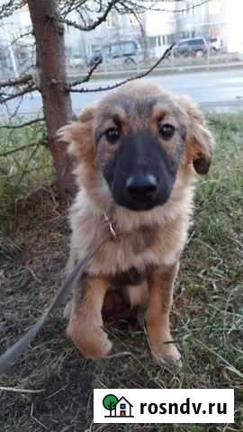 Собаки бесплатно в добрые руки щенки Магадан - изображение 1