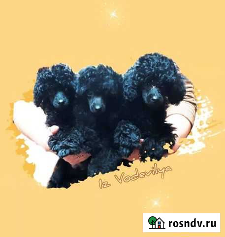 Щенки той пуделя Троицкое - изображение 1