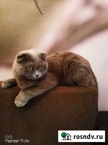 Кошка шотландская вислоухая Саранск - изображение 1