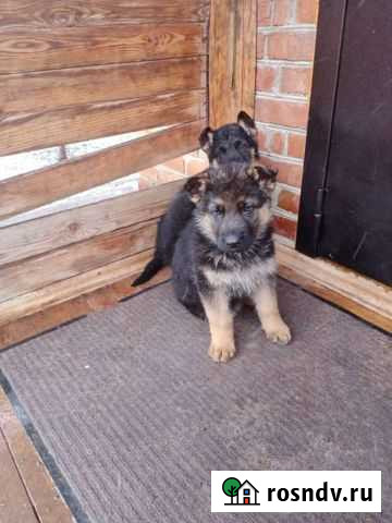 Немецкая овчарка Ялта - изображение 1