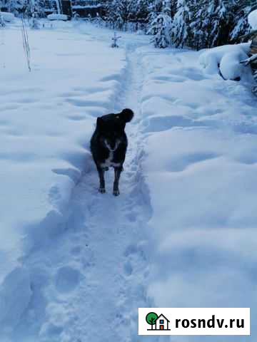 Западно сибирская лайка Братск - изображение 1