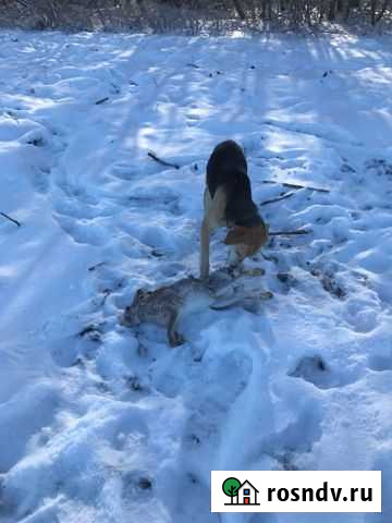 Русская гончая Каширское - изображение 1