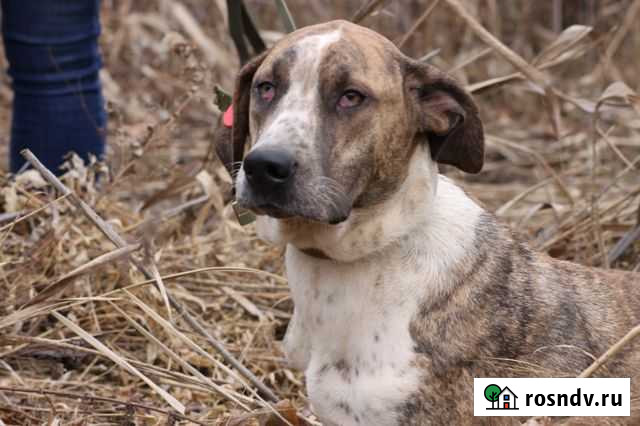 Отдам в добрые руки Хабаровск - изображение 1
