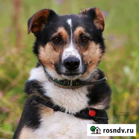 Собака Мытищи - изображение 1