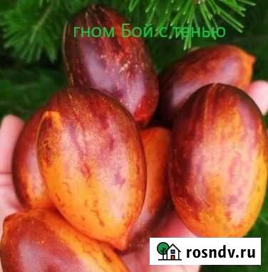 Семена томатов Магнитогорск - изображение 1