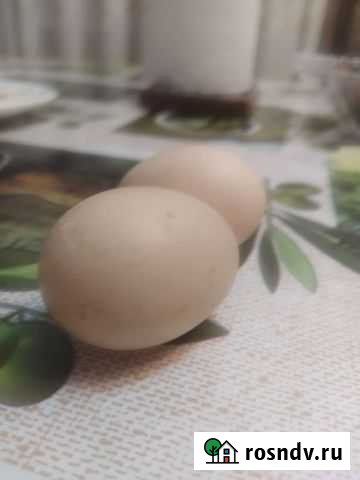 Утиные яйца инкубационные Дербент - изображение 1