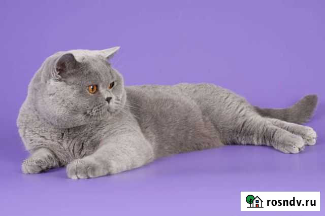 Кот шотландский Новокузнецк - изображение 1