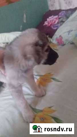 Помесь Кавказская овчарка в дар Суворов - изображение 1