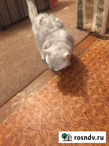 Отдам в добрые руки кота (британец) Иваново - изображение 1