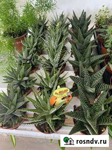 Хавортия Альба Севастополь - изображение 1