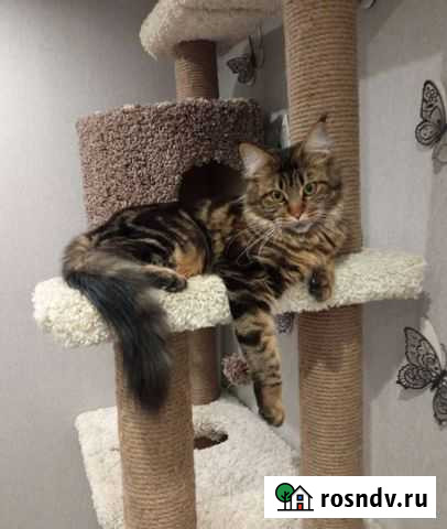 Котята мейн-кун Кострома - изображение 1