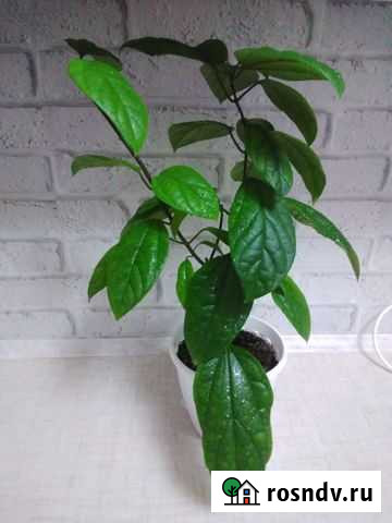 Комнатные цветы Альметьевск - изображение 1