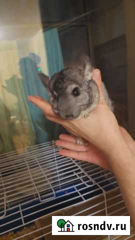 Серебристая шиншилла Липецк - изображение 1