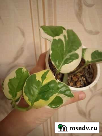 Сцендапсус хери Муром - изображение 1