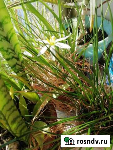 Зефирантес Благовещенск - изображение 1