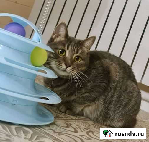 Стерилизованная Фиона в надёжные руки Россошь - изображение 1