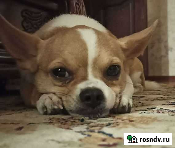 Чихуахуа Шалушка - изображение 1