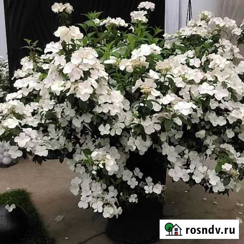 Гортензия Сбежавшая Невеста 700 руб в декабре Новосибирск - изображение 1