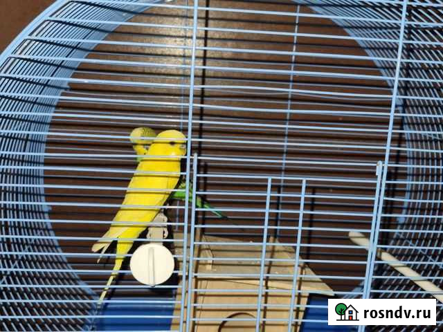 Волнистый попугай с клеткой Новоаннинский - изображение 1