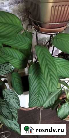 Редкий сорт калатеи Пенза - изображение 1