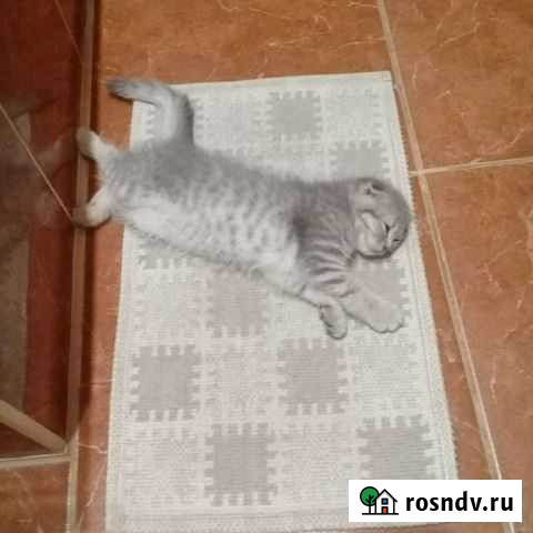 Британская вислоухая - котёнок Краснодар - изображение 1