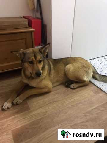 Звездочка ищет дом Новый Уренгой - изображение 1