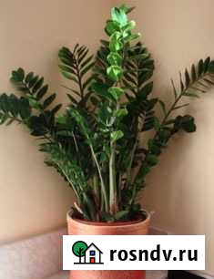 Замиокулькас саженцы Чебоксары - изображение 1