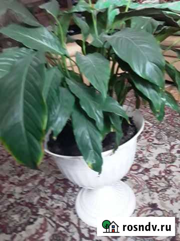 Очень большой спатифиллум Новосибирск - изображение 1