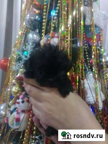 Собака Энгельс - изображение 1