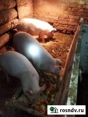 Поросята на доращивание 50кг Рузаевка - изображение 1