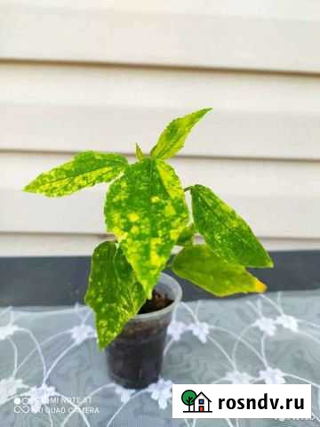 Мальвавискус Синявское - изображение 1