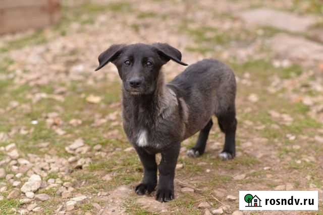 Щенки (собаки) Балаково - изображение 1