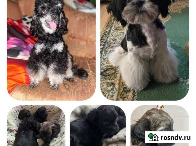 Малыши мальтипу Кострома - изображение 1