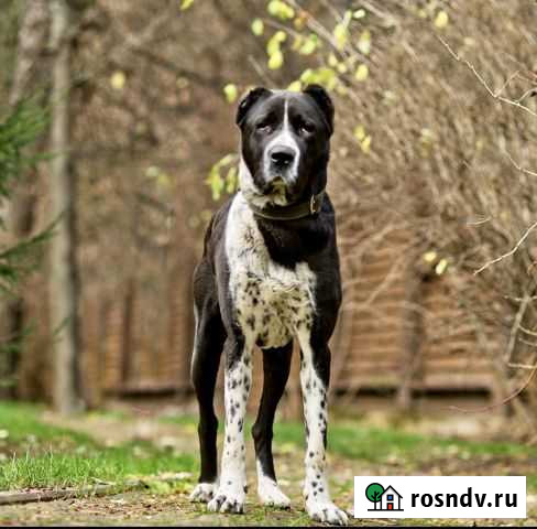 Собака Лесной Городок - изображение 1
