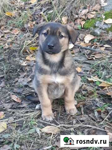 Отдам щенка Красноярск - изображение 1