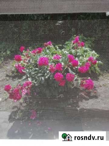 Пионы саженцы Ленинск-Кузнецкий - изображение 1