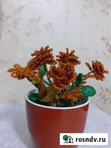 Цветы в горшке Ульяновск - изображение 1